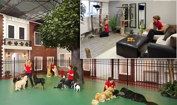 Real-World Examples of Pet-Friendly Accommodations