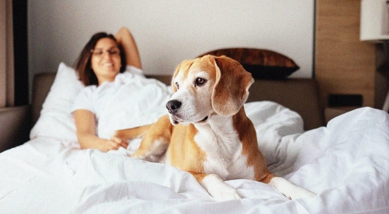 Top Pet-Friendly Accommodations in Canada