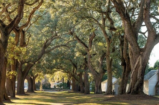 Exploring McLeod Plantation Guided and Educational Tours