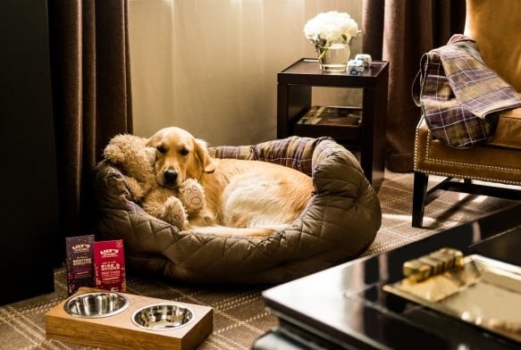 Pet Friendly Hotels in London