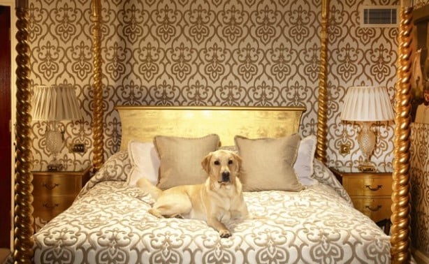 Why Choose a Pet-Friendly Hotel in London